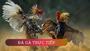 Hướng Dẫn Cách Chơi Đá Gà GA28 Tại U888 Chi Tiết Nhất