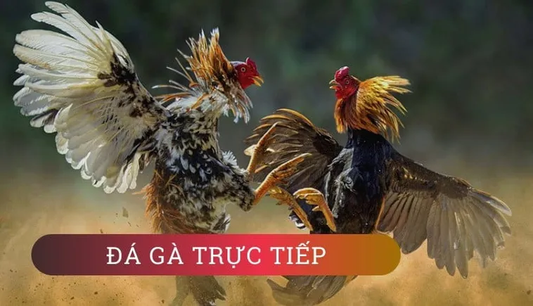 Hướng Dẫn Cách Chơi Đá Gà GA28 Tại U888 Chi Tiết Nhất